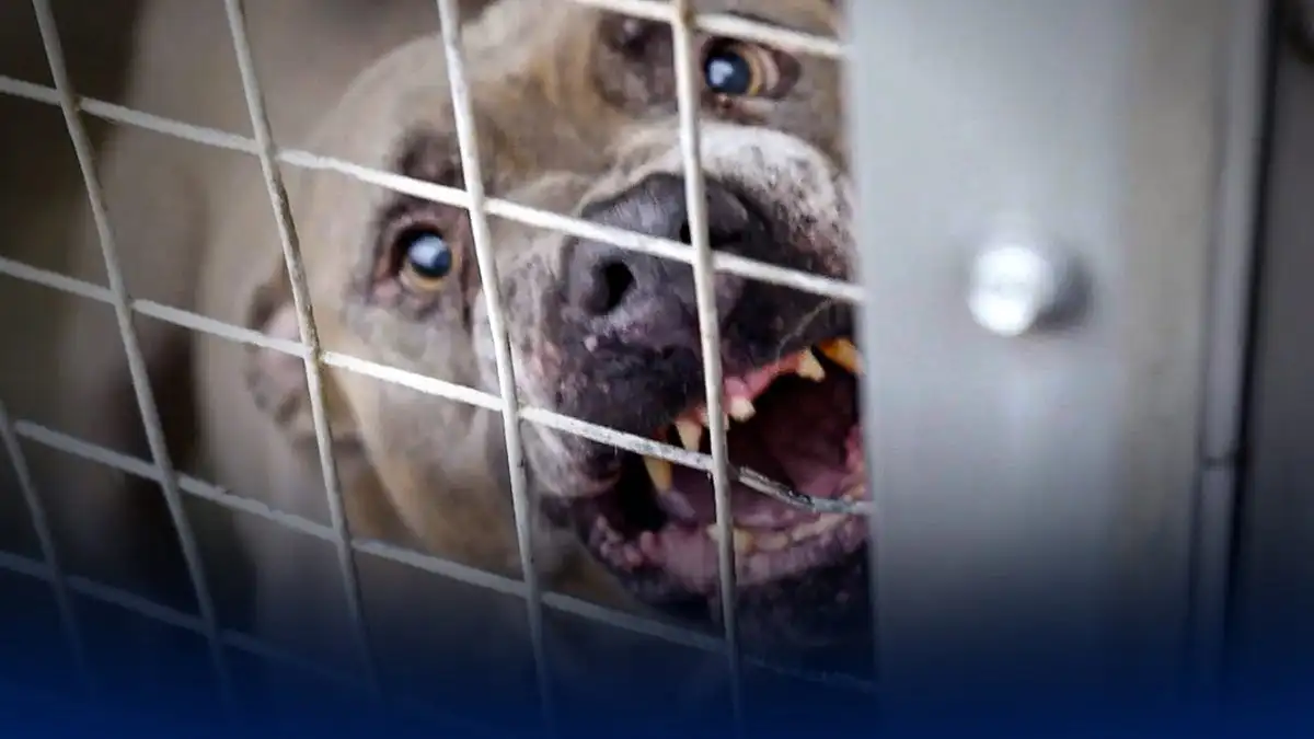 Dangerous Dogs: Is the Ban Working?