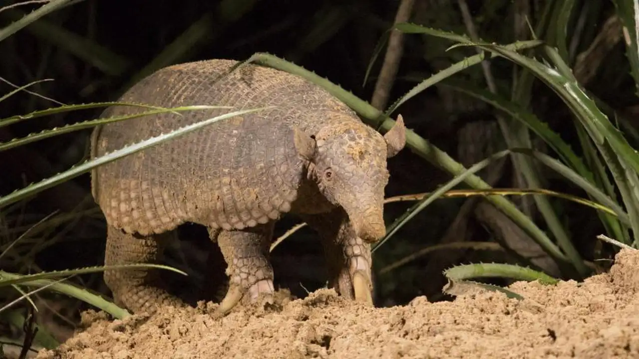 Hotel Armadillo
