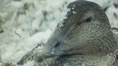 Tough Ducks