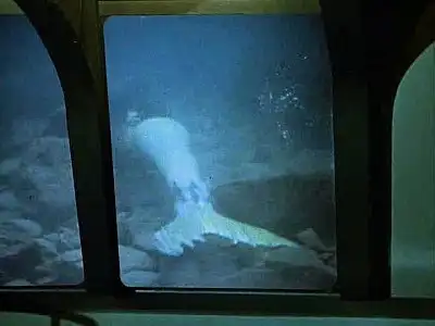 The Mermaid