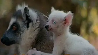 A Lemur's Tale
