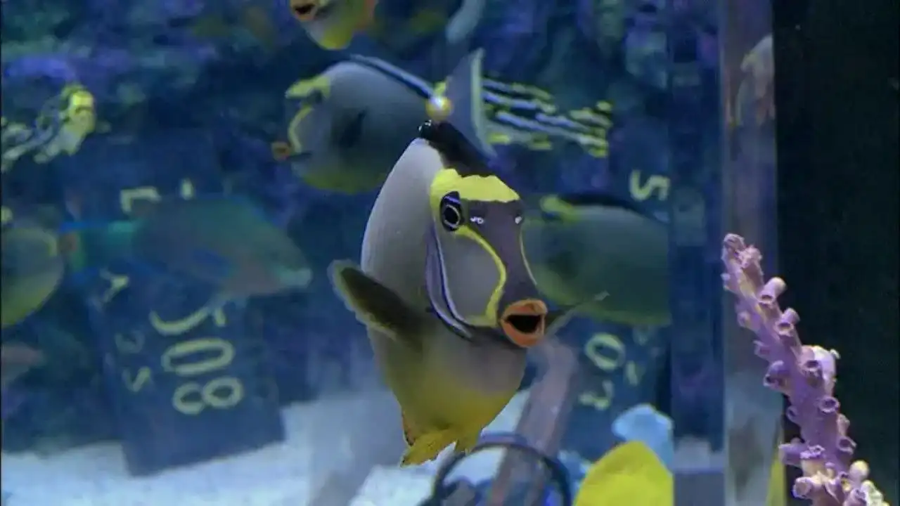 Swimming with the Sharks
