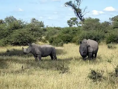 Rhinos: Built to Last?