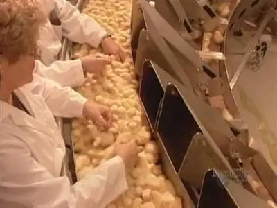 Radiators, Hatchery Chicks, Filo Pastry, Cross-Country Skis