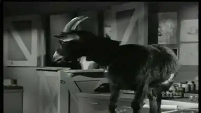 Getting Ed's Goat