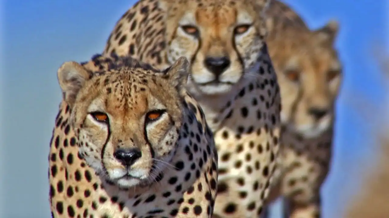 Hunters and Hunted