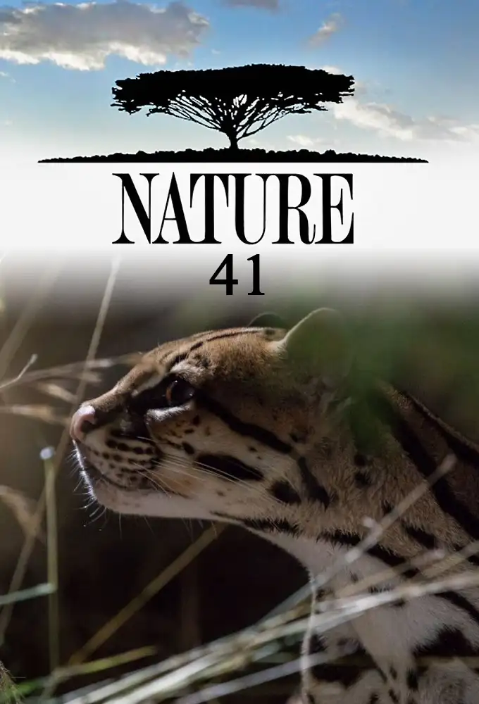 Season 41