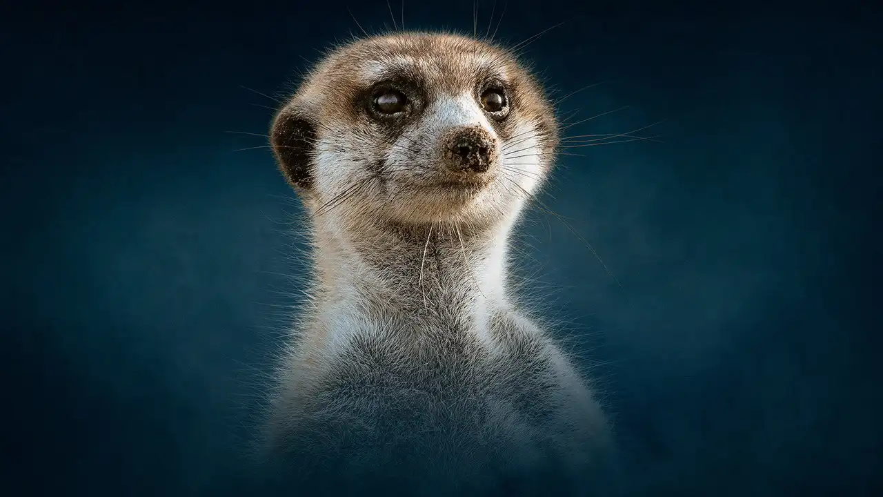 Meerkat: A Dynasties Special