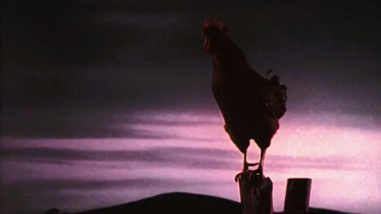 My Husband, the Rooster Renter