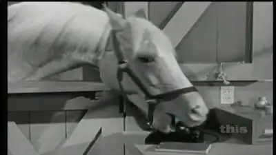 Disappearing Horse
