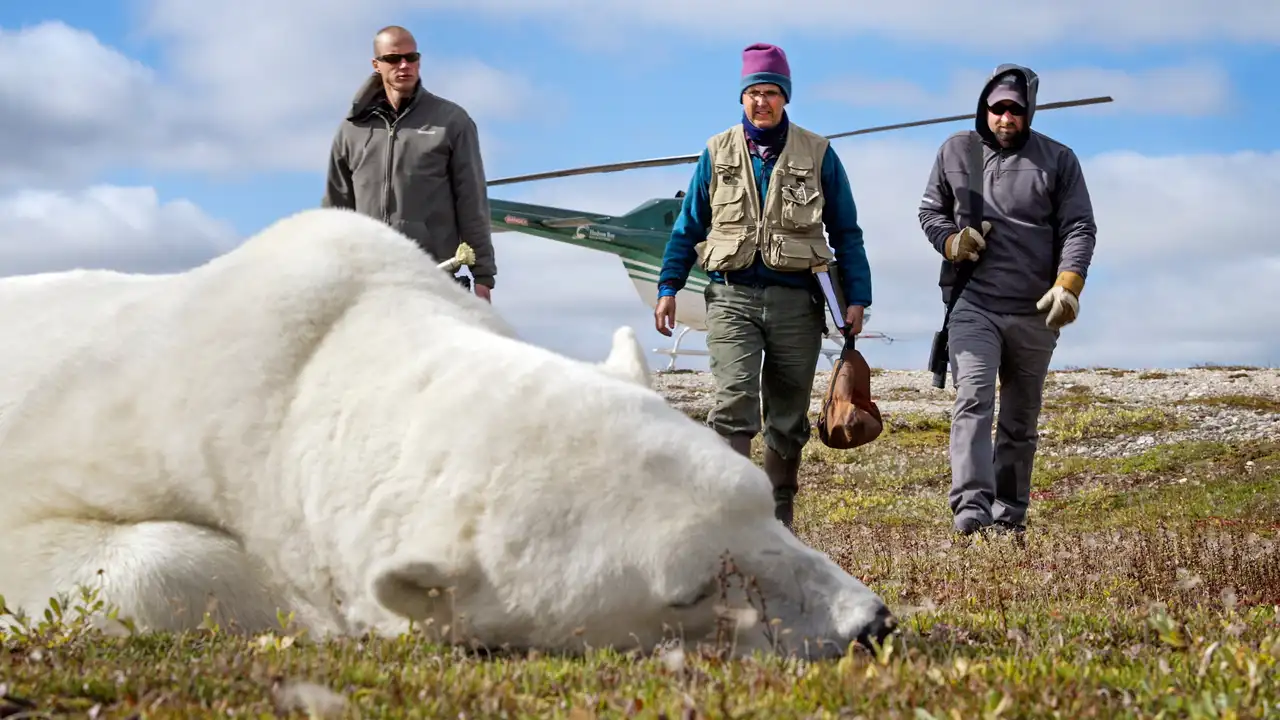 Living with Predators (Conservation)