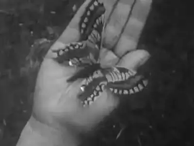 Butterfly Spy