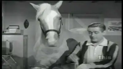 Patter of Little Hooves