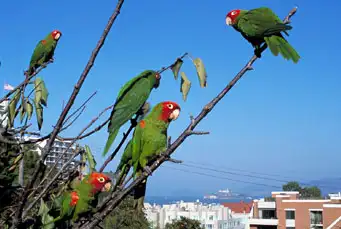 The Wild Parrots of Telegraph Hill