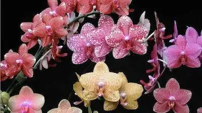The Orchid Hunter