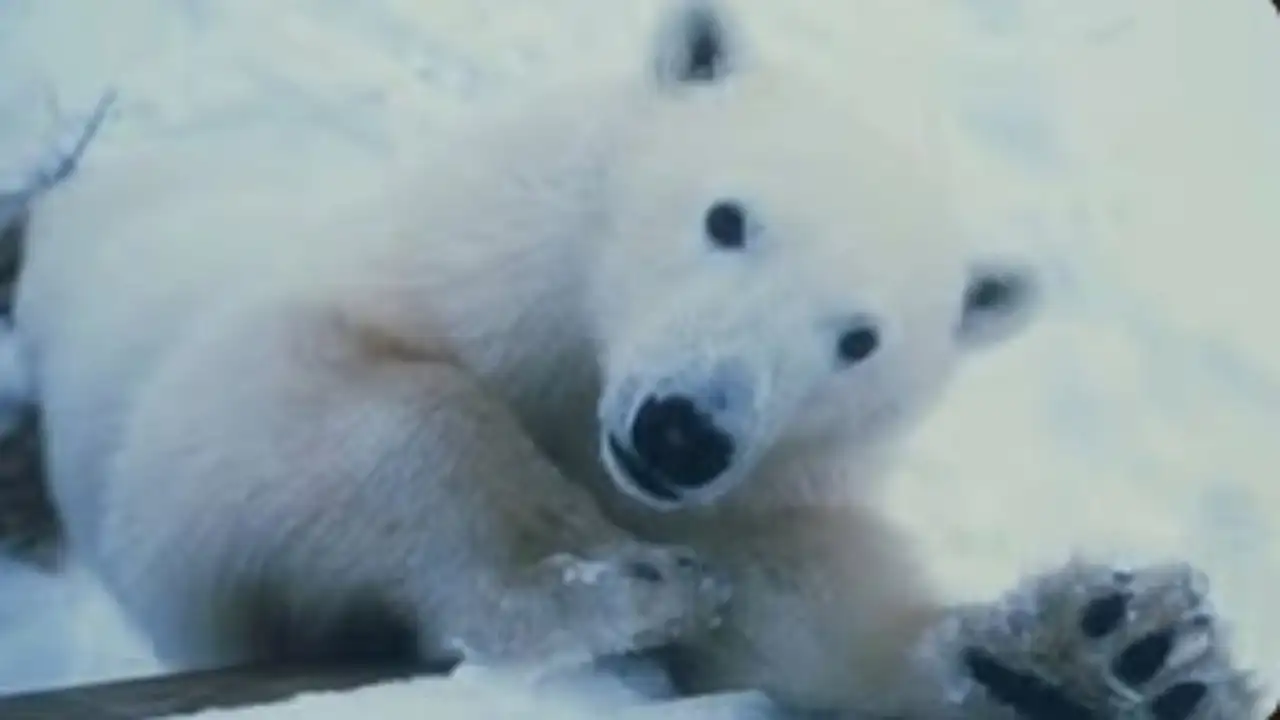 Polar Bear Invasion