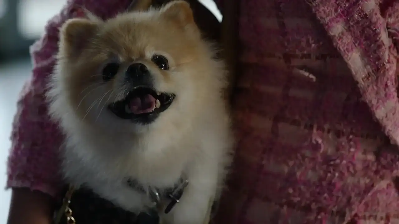 Barking Bad