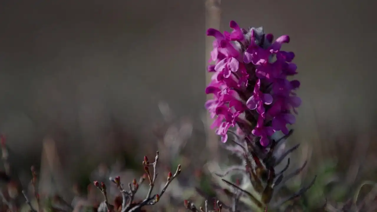 The Last Snow