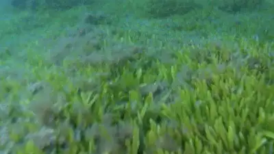 Deep Sea Invasion