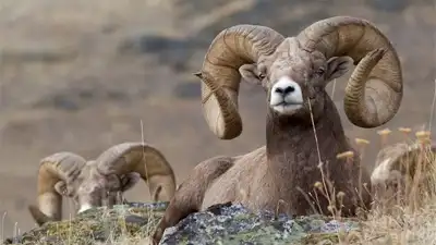 Running With The Herd: A NATURE Short Film