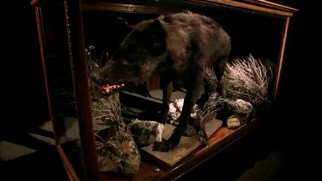 Brinks Heist, Saddam's Spider Hole, Ringdocus