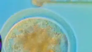Cloning the First Human