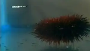 Killer Algae
