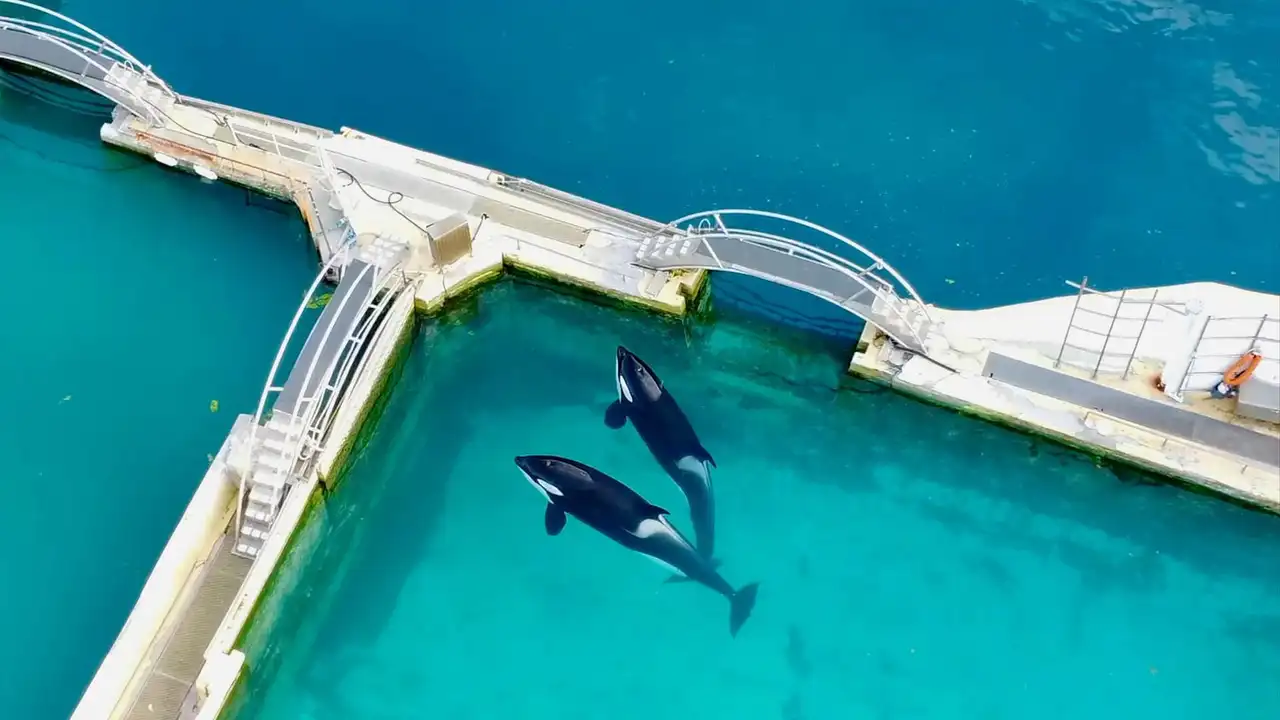 Orca Shows at an End?
