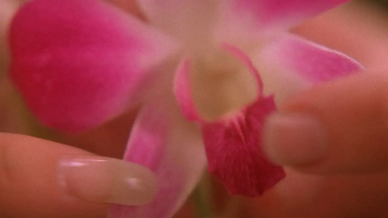 The Orchid's Curse