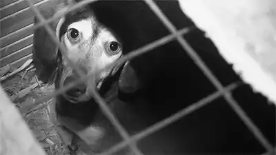 Britain's Puppy Dealers Exposed