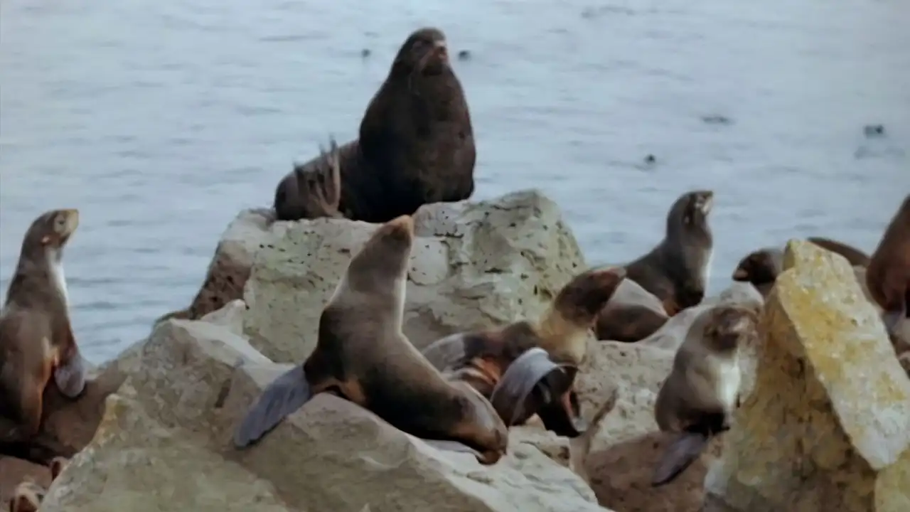 Prairie/Seal Island