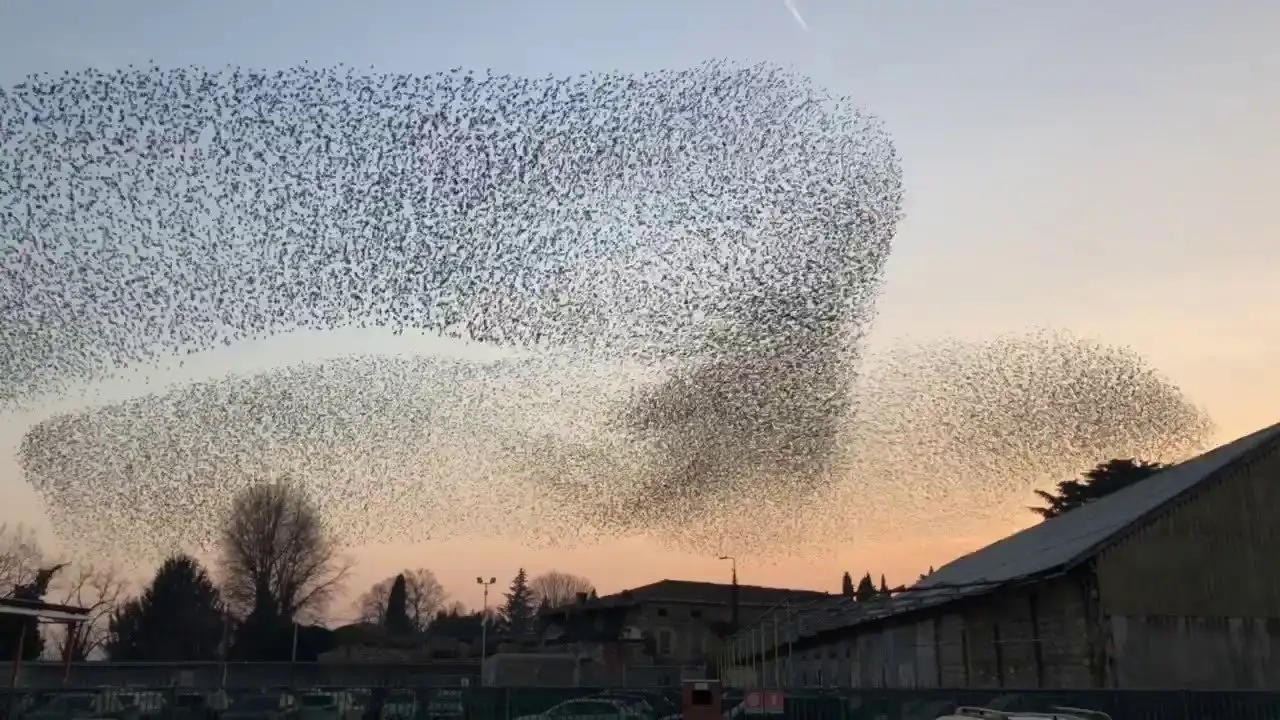 Swarms