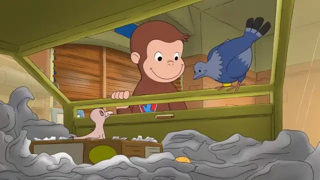 George's Pigeon Predicament