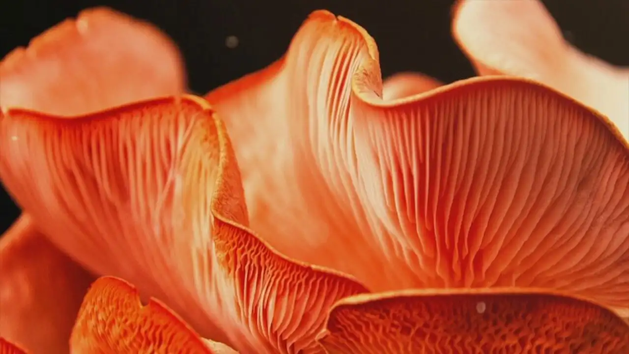 The planet of mushrooms