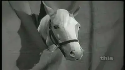 Horse of a Different Color