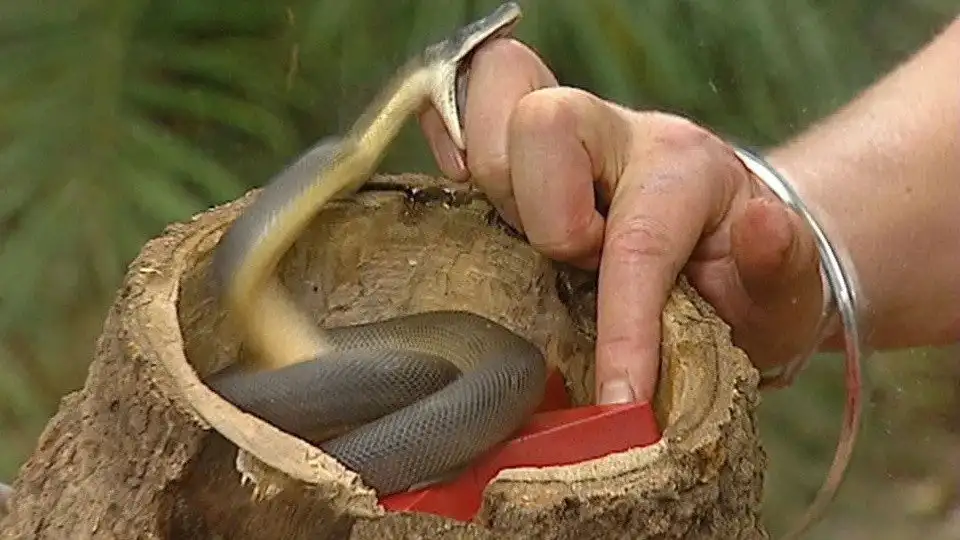 Snake Strike
