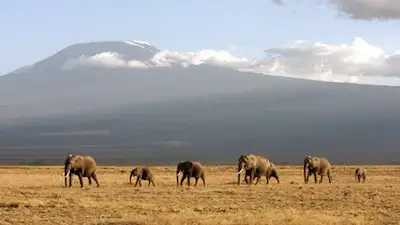 Echo of the Elephants: Africa's Forgotten Elephants
