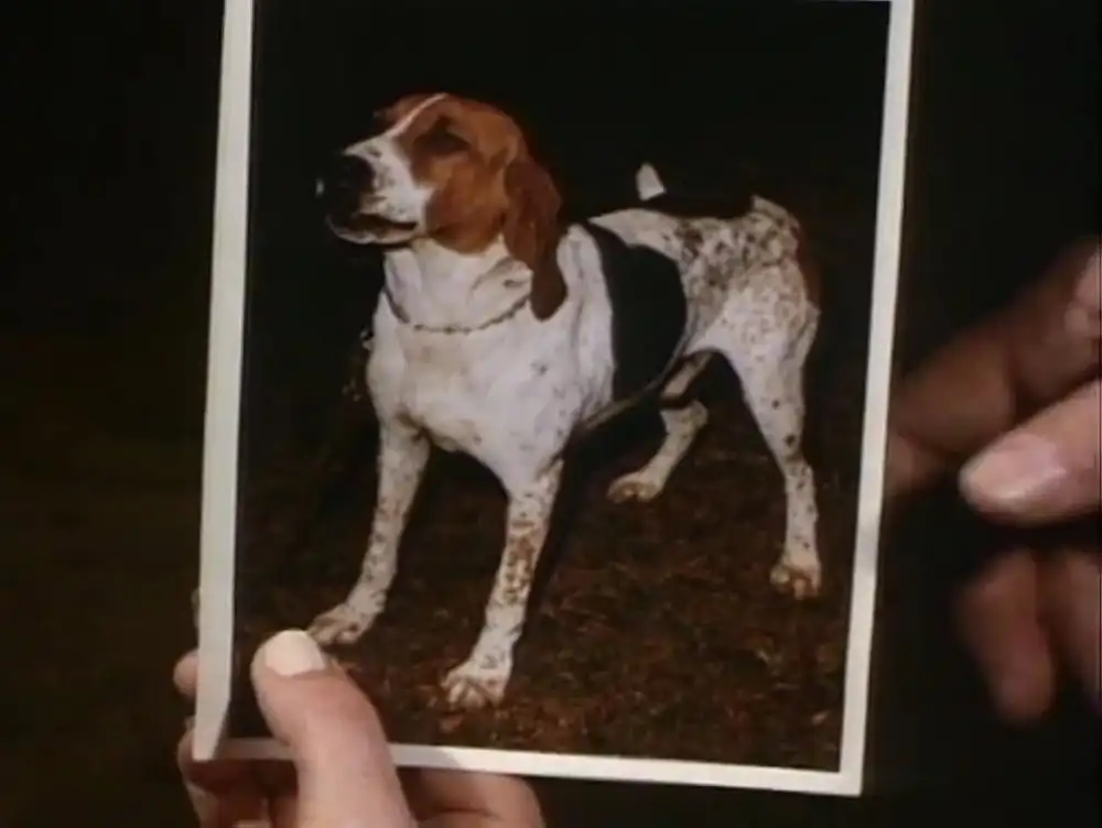 Little Dog, Gone