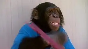 Chimps are People Too