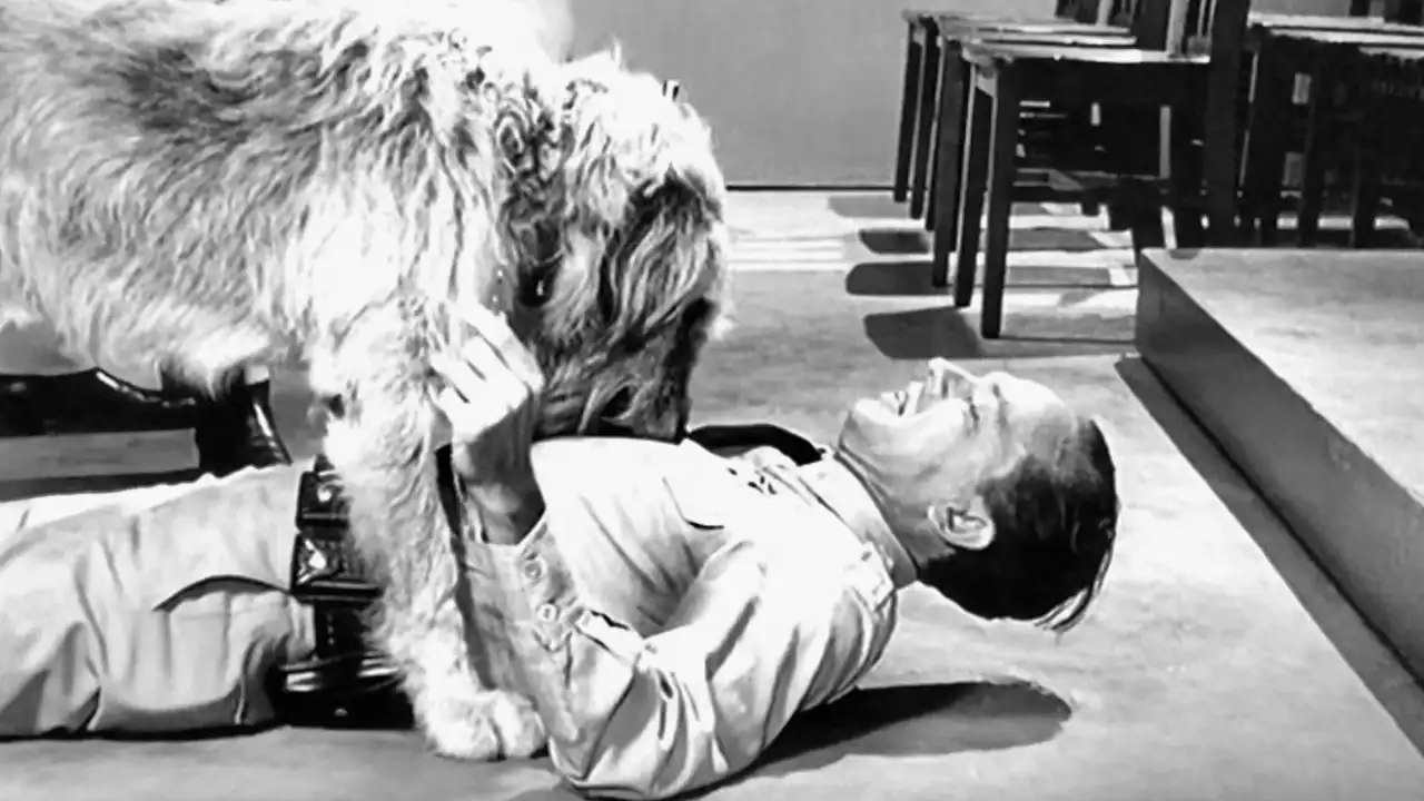 Barney's Bloodhound