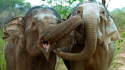 Sri Lanka: Elephant Island