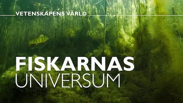 Fiskarnas universum