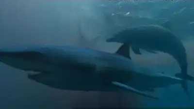 Saved By Dolphins
