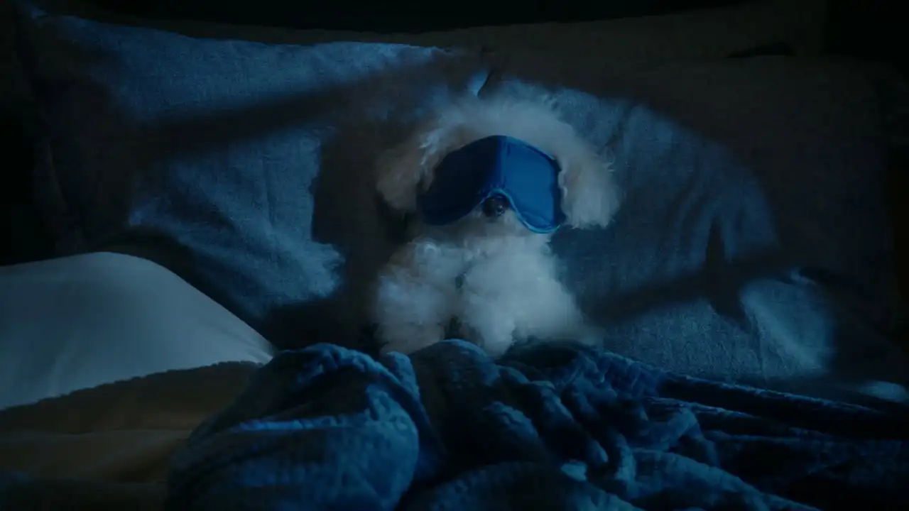 Puppy