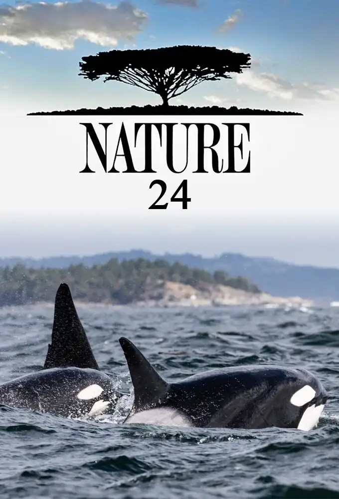 Season 24