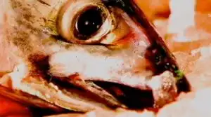 Can Fish Make My Child Smart?
