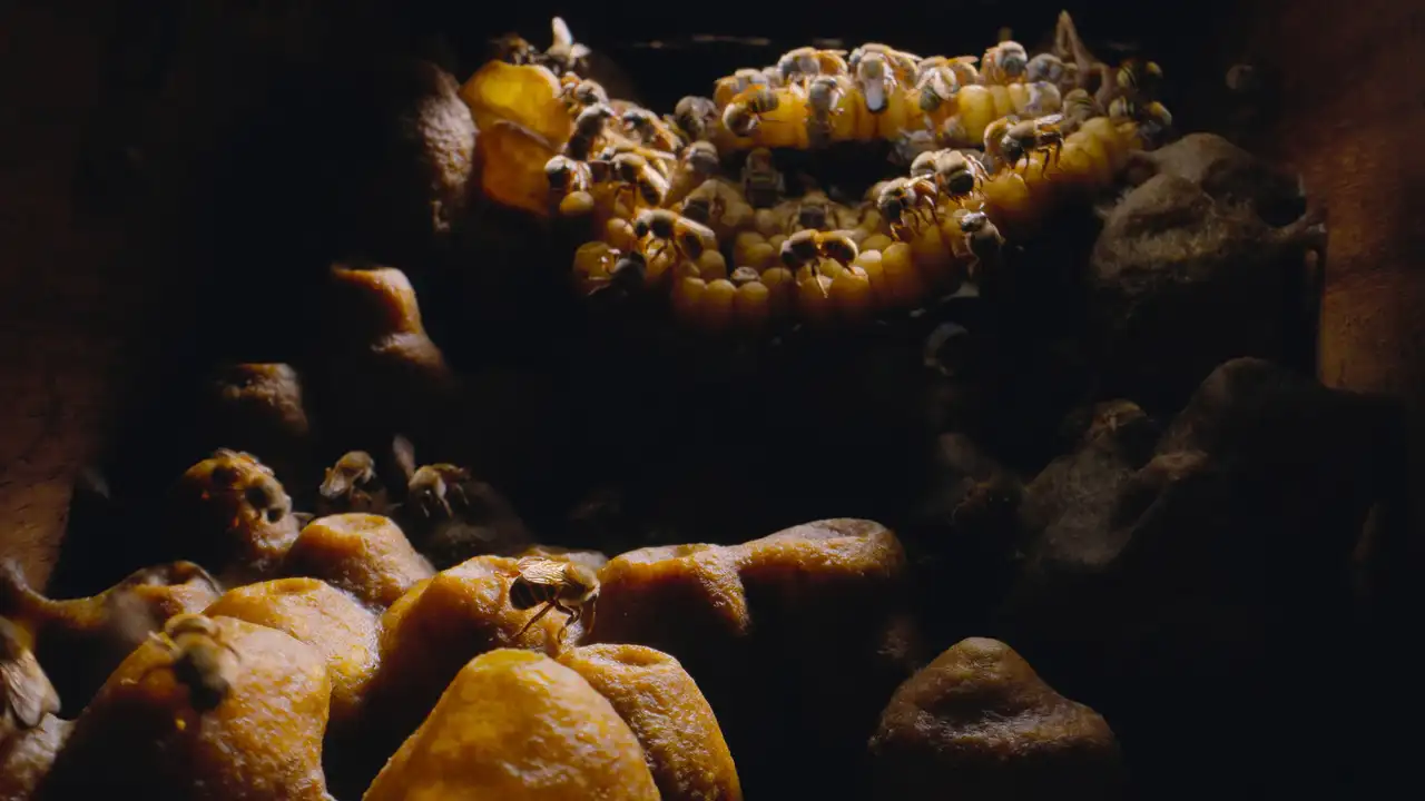 The Hive
