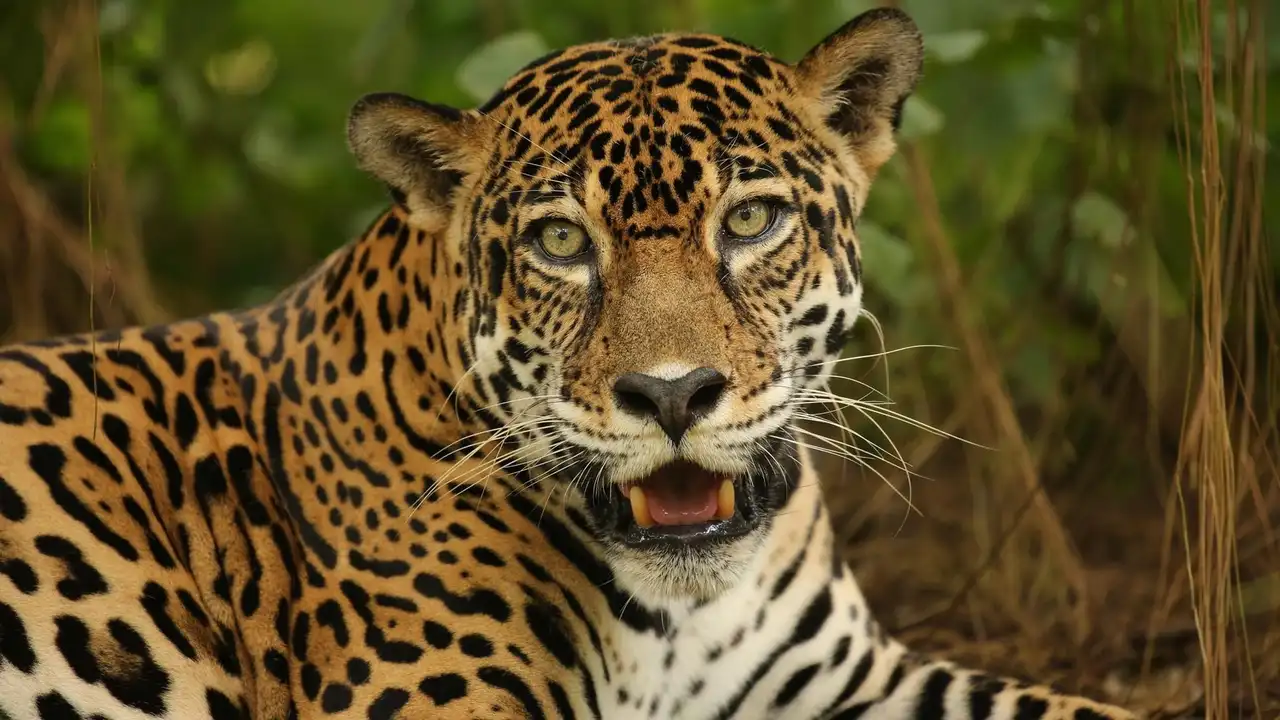 The Story of Cats: Into the Americas