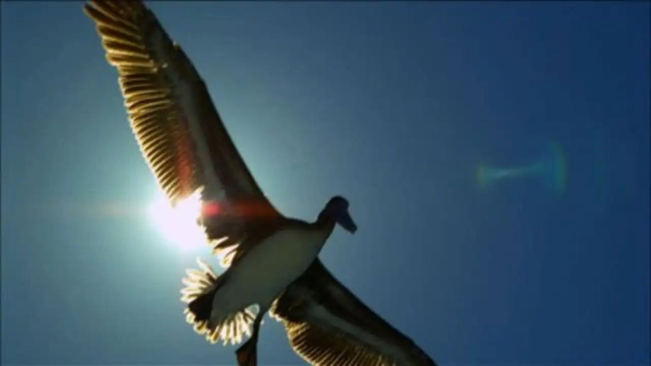 Earthflight: North America