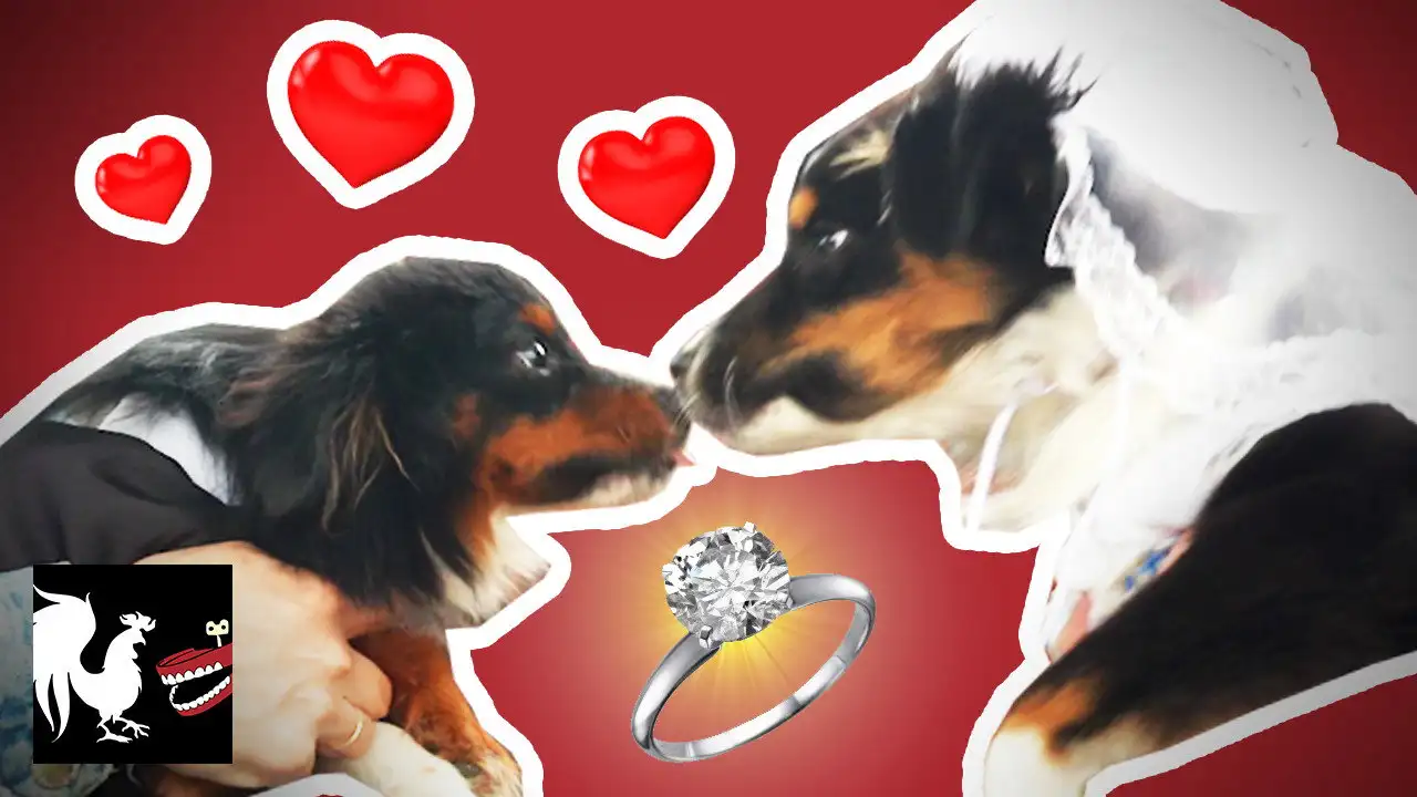 Dog Wedding: The Dumbest Thing We've Ever Done